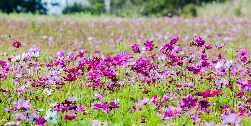 金門花海鹽田夕陽 (38)