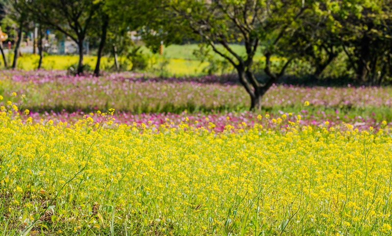 金門花海鹽田夕陽 (36)
