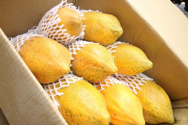 【蘆洲美食】YAMI飲料店-超便宜30元木瓜牛奶 【蘆洲美食】YAMI飲料店-超便宜30元木瓜牛奶