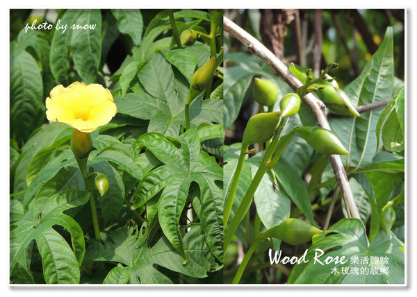 104.11.16 台南漳州木玫瑰體驗-橫式-9.jpg