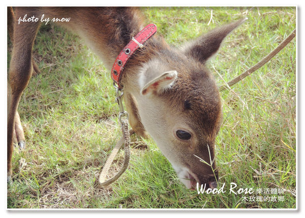 104.11.16 台南漳州木玫瑰體驗-橫式-27.jpg