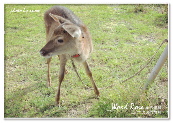 104.11.16 台南漳州木玫瑰體驗-橫式-26.jpg