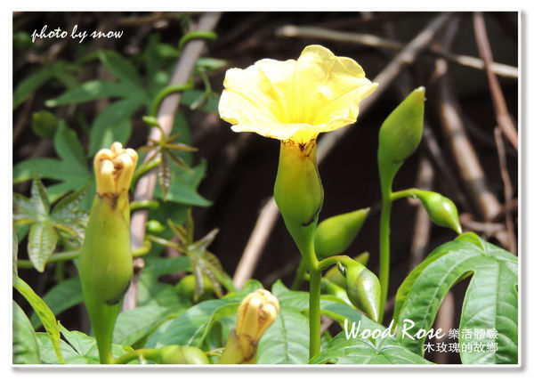 104.11.16 台南漳州木玫瑰體驗-橫式-6.jpg