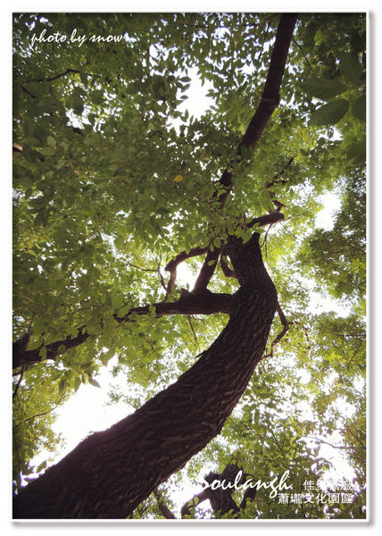 104.11.16 台南漳州木玫瑰體驗-蕭壠-2.jpg