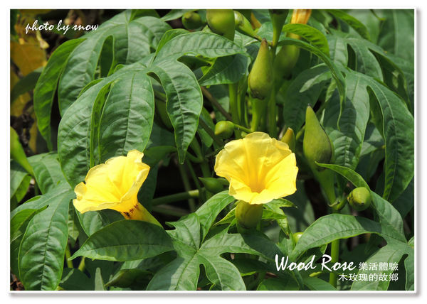 104.11.16 台南漳州木玫瑰體驗-橫式-4.jpg