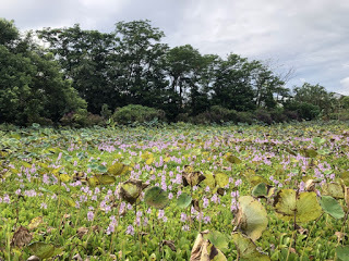 [宜蘭住宿] 羅東「微陽花弄」南法休閒民宿│焦糖烤布蕾雙人房（適合包棟的親子友善、寵物友善民宿）