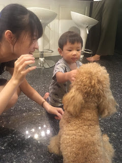 [宜蘭住宿] 羅東「微陽花弄」南法休閒民宿│焦糖烤布蕾雙人房（適合包棟的親子友善、寵物友善民宿）