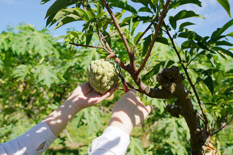 鹿野住宿新推薦!台東鹿野森活民宿,一次看到熱氣球、飛行傘,美景盡收眼底