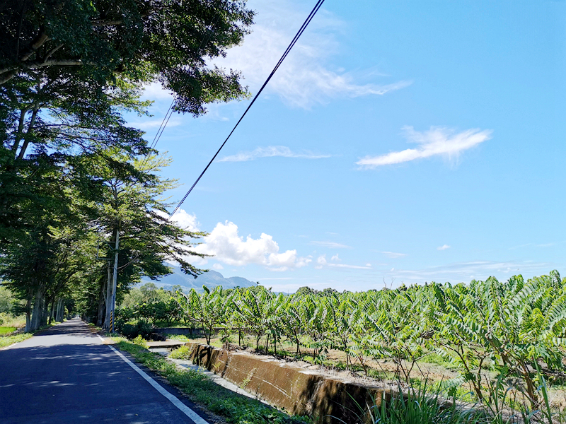 鹿野住宿新推薦!台東鹿野森活民宿,一次看到熱氣球、飛行傘,美景盡收眼底