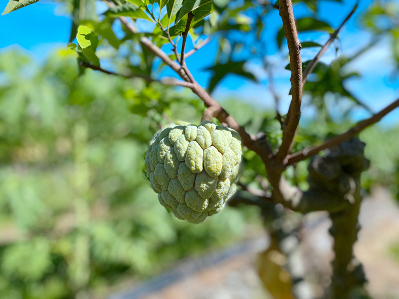 鹿野住宿新推薦!台東鹿野森活民宿,一次看到熱氣球、飛行傘,美景盡收眼底