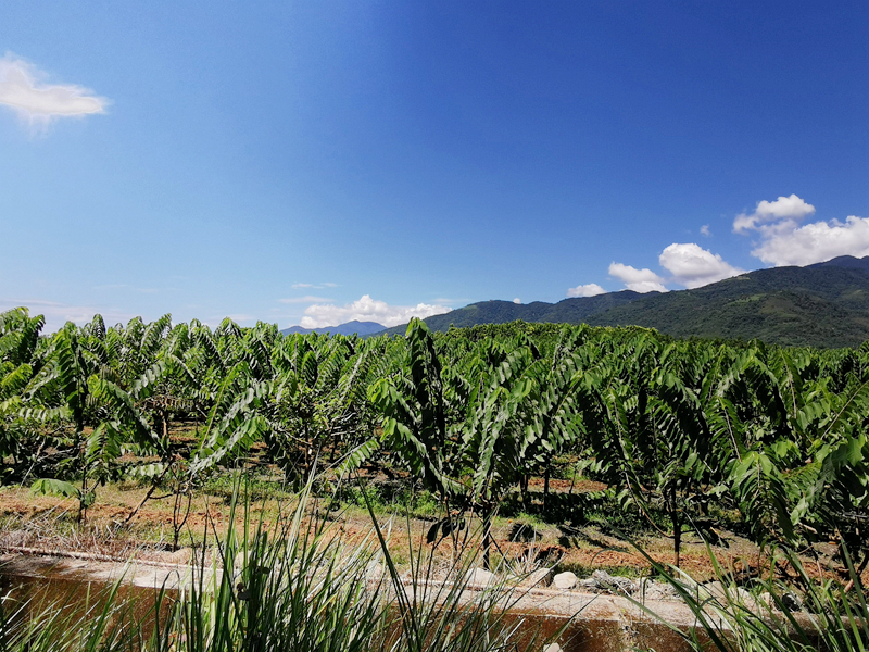 鹿野住宿新推薦!台東鹿野森活民宿,一次看到熱氣球、飛行傘,美景盡收眼底