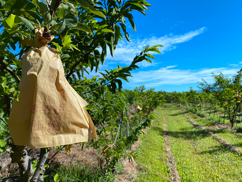 鹿野住宿新推薦!台東鹿野森活民宿,一次看到熱氣球、飛行傘,美景盡收眼底