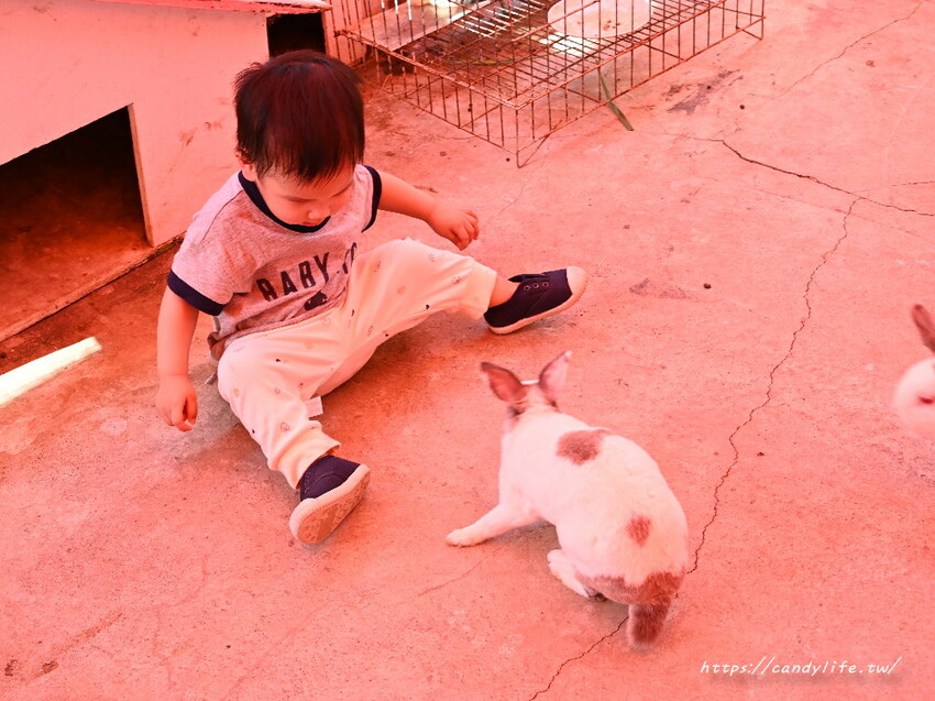 南投縣草屯鎮石川乳酪｜隱藏版南投景點，石川鹿生態觀光農場，免費乳酪試吃，還有可愛小羊、梅花鹿及小兔兔可以餵食