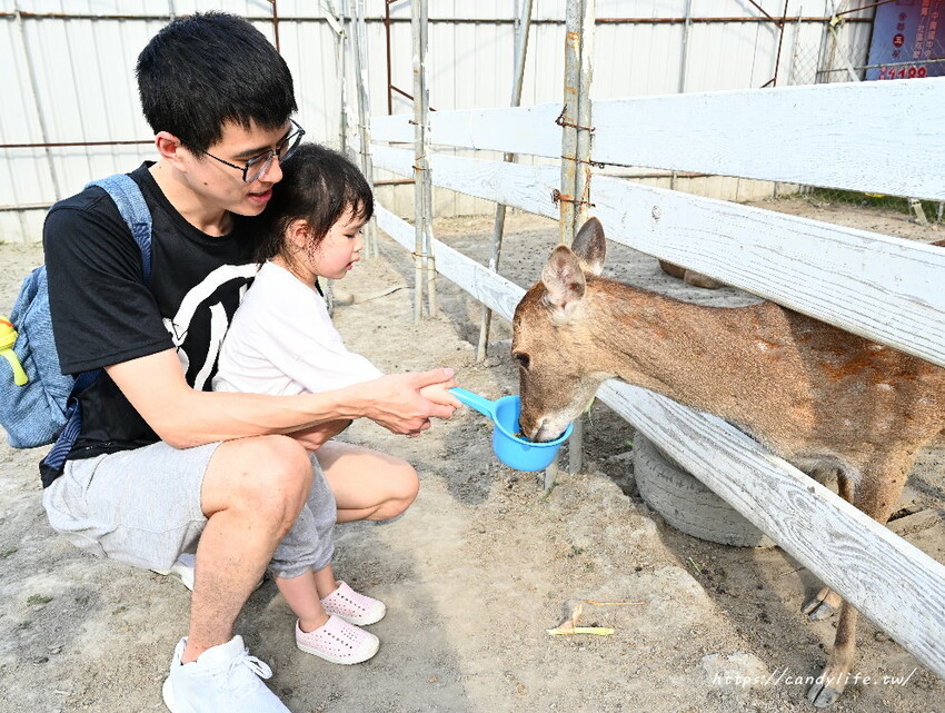 南投縣草屯鎮石川乳酪｜隱藏版南投景點，石川鹿生態觀光農場，免費乳酪試吃，還有可愛小羊、梅花鹿及小兔兔可以餵食
