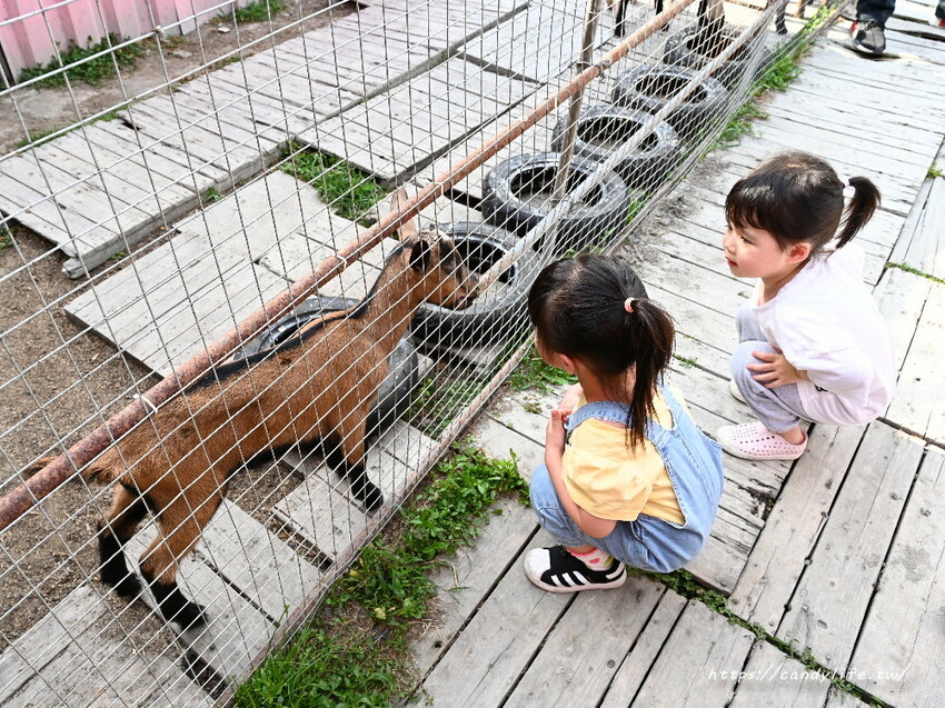 南投縣草屯鎮石川乳酪｜隱藏版南投景點，石川鹿生態觀光農場，免費乳酪試吃，還有可愛小羊、梅花鹿及小兔兔可以餵食