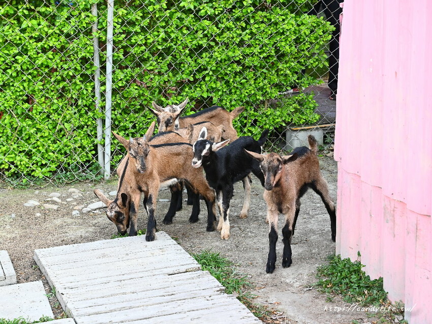 南投縣草屯鎮石川乳酪｜隱藏版南投景點，石川鹿生態觀光農場，免費乳酪試吃，還有可愛小羊、梅花鹿及小兔兔可以餵食