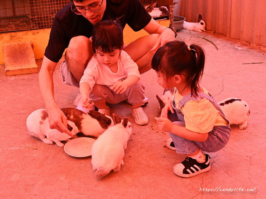 南投縣草屯鎮石川乳酪｜隱藏版南投景點，石川鹿生態觀光農場，免費乳酪試吃，還有可愛小羊、梅花鹿及小兔兔可以餵食