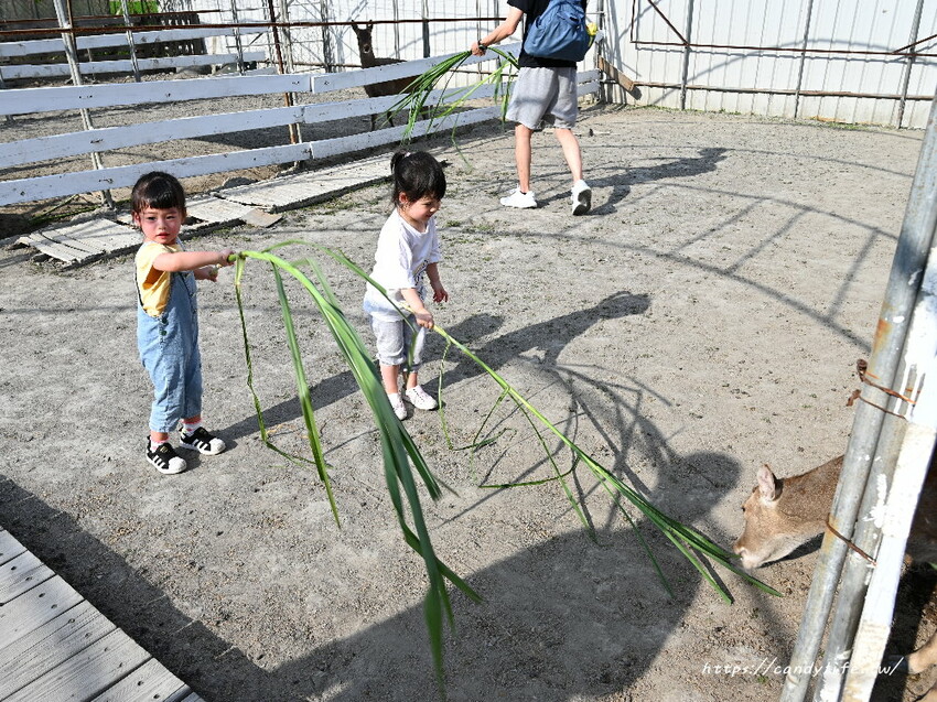 南投縣草屯鎮石川乳酪｜隱藏版南投景點，石川鹿生態觀光農場，免費乳酪試吃，還有可愛小羊、梅花鹿及小兔兔可以餵食