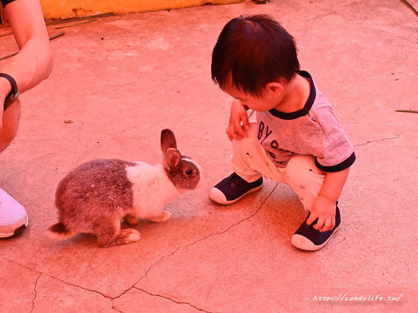 南投縣草屯鎮石川乳酪｜隱藏版南投景點，石川鹿生態觀光農場，免費乳酪試吃，還有可愛小羊、梅花鹿及小兔兔可以餵食