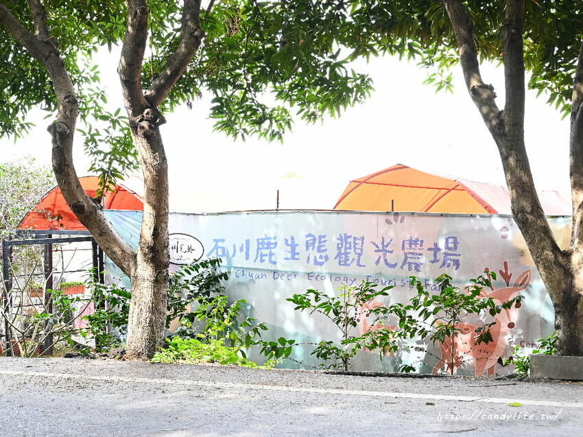 南投縣草屯鎮石川乳酪｜隱藏版南投景點，石川鹿生態觀光農場，免費乳酪試吃，還有可愛小羊、梅花鹿及小兔兔可以餵食