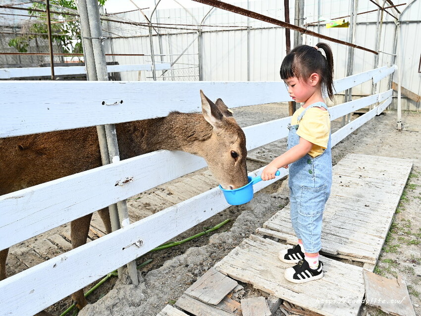 南投縣草屯鎮石川乳酪｜隱藏版南投景點，石川鹿生態觀光農場，免費乳酪試吃，還有可愛小羊、梅花鹿及小兔兔可以餵食