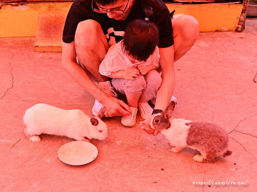 南投縣草屯鎮石川乳酪｜隱藏版南投景點，石川鹿生態觀光農場，免費乳酪試吃，還有可愛小羊、梅花鹿及小兔兔可以餵食