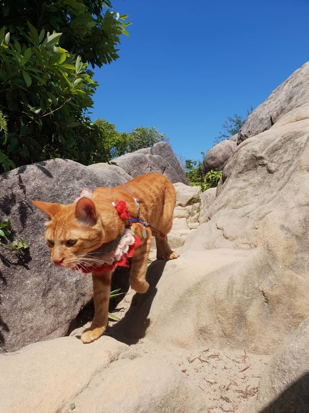 【台北.內湖】金面山步道剪刀石。辛巴蕊初次挑戰大岩壁。360度無死角觀看大台北盆地101+松山機場