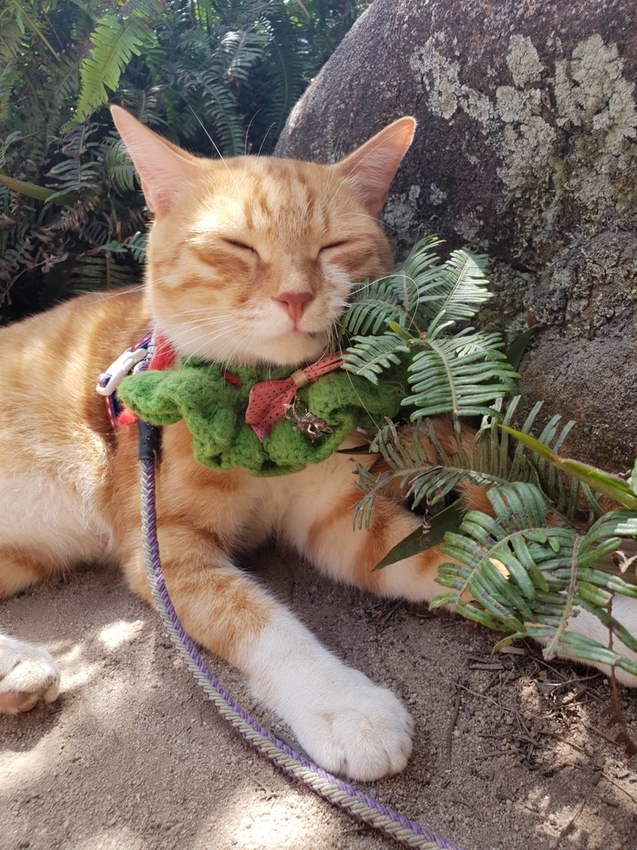 【台北.內湖】金面山步道剪刀石。辛巴蕊初次挑戰大岩壁。360度無死角觀看大台北盆地101+松山機場