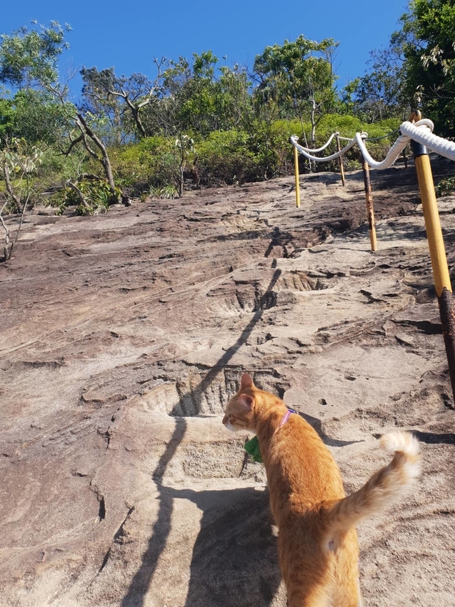 【台北.內湖】金面山步道剪刀石。辛巴蕊初次挑戰大岩壁。360度無死角觀看大台北盆地101+松山機場