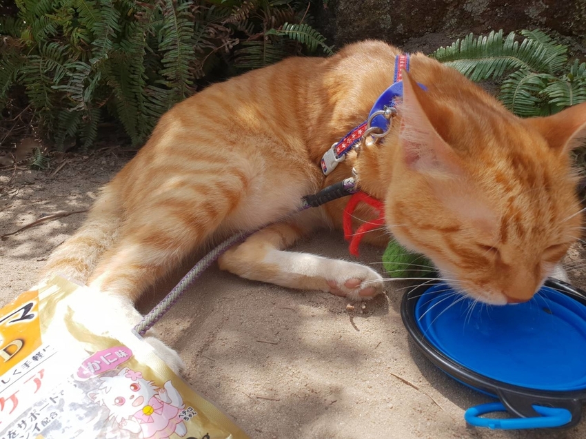 【台北.內湖】金面山步道剪刀石。辛巴蕊初次挑戰大岩壁。360度無死角觀看大台北盆地101+松山機場