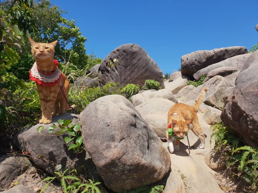 【台北.內湖】金面山步道剪刀石。辛巴蕊初次挑戰大岩壁。360度無死角觀看大台北盆地101+松山機場