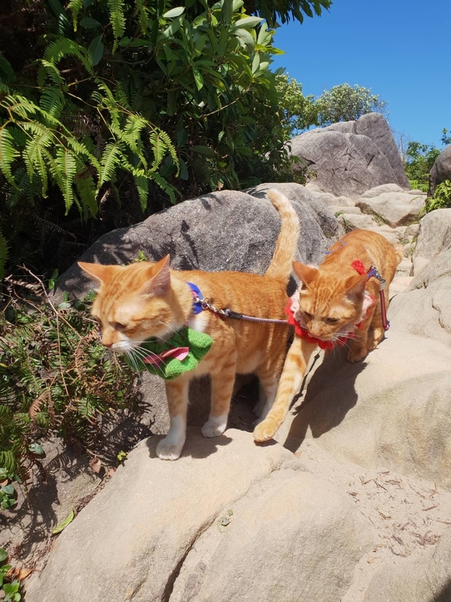 【台北.內湖】金面山步道剪刀石。辛巴蕊初次挑戰大岩壁。360度無死角觀看大台北盆地101+松山機場