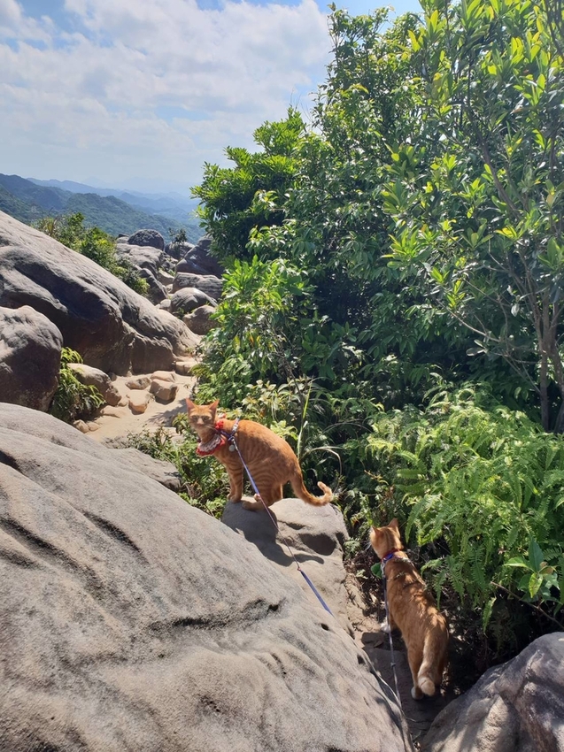 【台北.內湖】金面山步道剪刀石。辛巴蕊初次挑戰大岩壁。360度無死角觀看大台北盆地101+松山機場