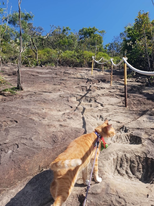 【台北.內湖】金面山步道剪刀石。辛巴蕊初次挑戰大岩壁。360度無死角觀看大台北盆地101+松山機場