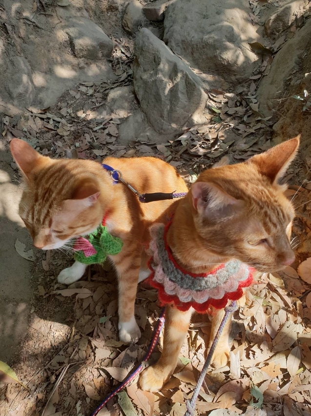 【台北.內湖】金面山步道剪刀石。辛巴蕊初次挑戰大岩壁。360度無死角觀看大台北盆地101+松山機場