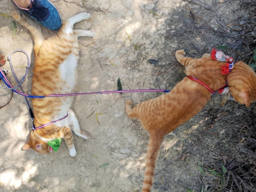 【台北.內湖】金面山步道剪刀石。辛巴蕊初次挑戰大岩壁。360度無死角觀看大台北盆地101+松山機場