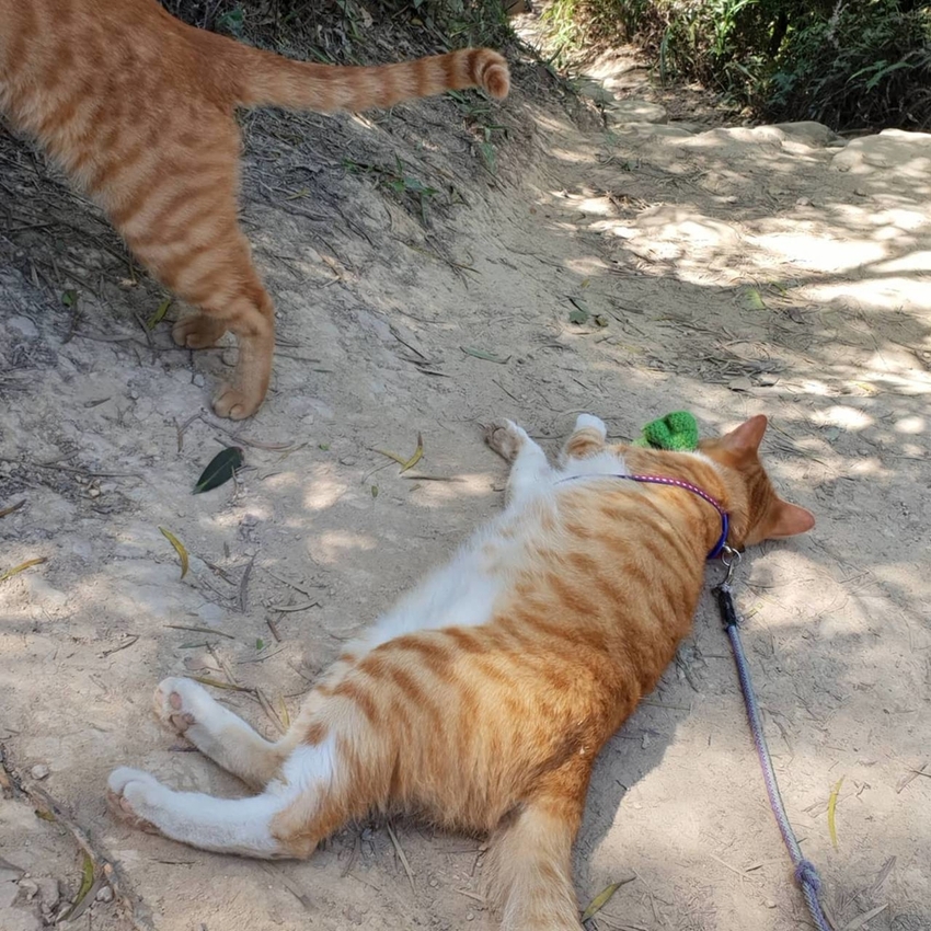 【台北.內湖】金面山步道剪刀石。辛巴蕊初次挑戰大岩壁。360度無死角觀看大台北盆地101+松山機場