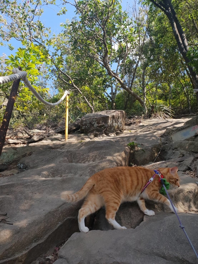 【台北.內湖】金面山步道剪刀石。辛巴蕊初次挑戰大岩壁。360度無死角觀看大台北盆地101+松山機場