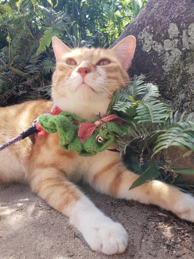 【台北.內湖】金面山步道剪刀石。辛巴蕊初次挑戰大岩壁。360度無死角觀看大台北盆地101+松山機場