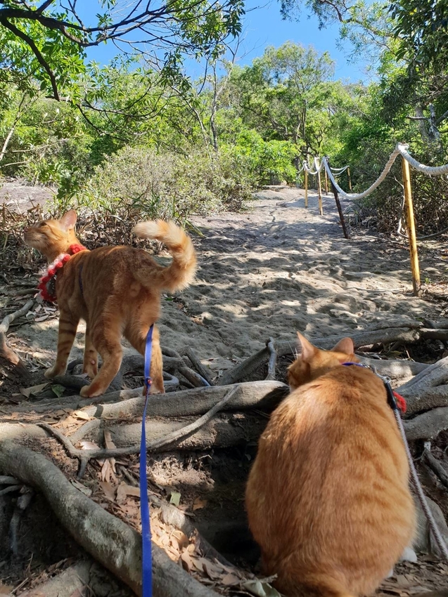 【台北.內湖】金面山步道剪刀石。辛巴蕊初次挑戰大岩壁。360度無死角觀看大台北盆地101+松山機場