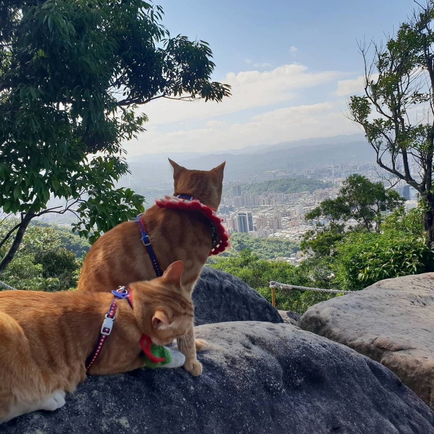 【台北.內湖】金面山步道剪刀石。辛巴蕊初次挑戰大岩壁。360度無死角觀看大台北盆地101+松山機場