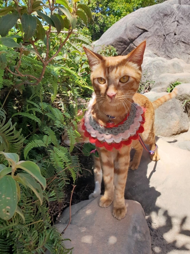 【台北.內湖】金面山步道剪刀石。辛巴蕊初次挑戰大岩壁。360度無死角觀看大台北盆地101+松山機場