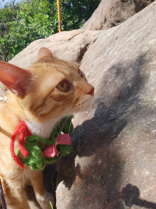 【台北.內湖】金面山步道剪刀石。辛巴蕊初次挑戰大岩壁。360度無死角觀看大台北盆地101+松山機場