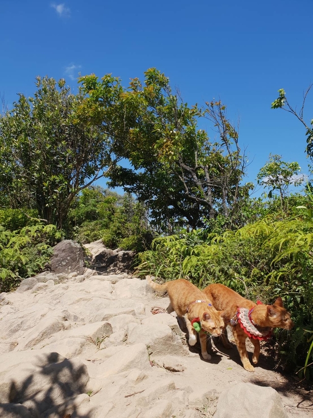 【台北.內湖】金面山步道剪刀石。辛巴蕊初次挑戰大岩壁。360度無死角觀看大台北盆地101+松山機場