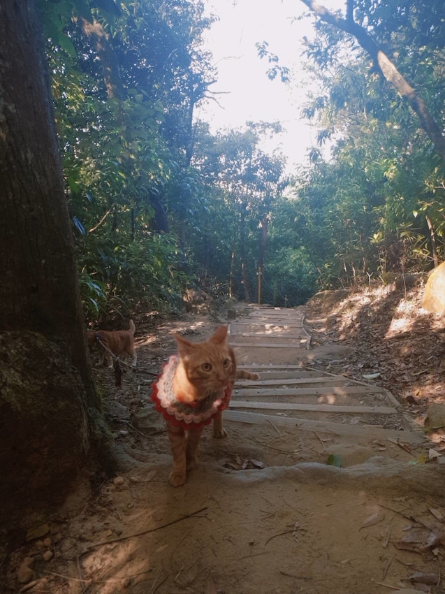 【台北.內湖】金面山步道剪刀石。辛巴蕊初次挑戰大岩壁。360度無死角觀看大台北盆地101+松山機場