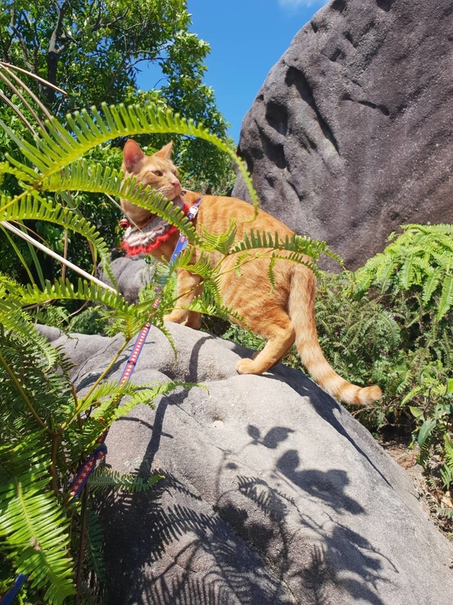 【台北.內湖】金面山步道剪刀石。辛巴蕊初次挑戰大岩壁。360度無死角觀看大台北盆地101+松山機場