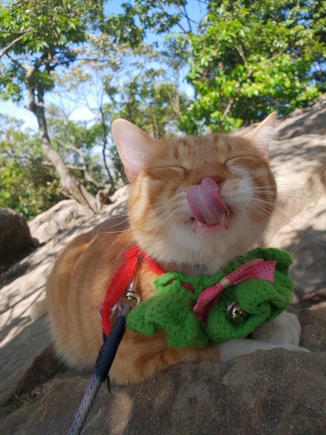 【台北.內湖】金面山步道剪刀石。辛巴蕊初次挑戰大岩壁。360度無死角觀看大台北盆地101+松山機場