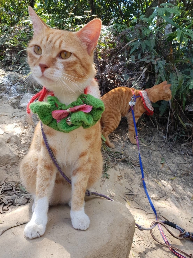 【台北.內湖】金面山步道剪刀石。辛巴蕊初次挑戰大岩壁。360度無死角觀看大台北盆地101+松山機場