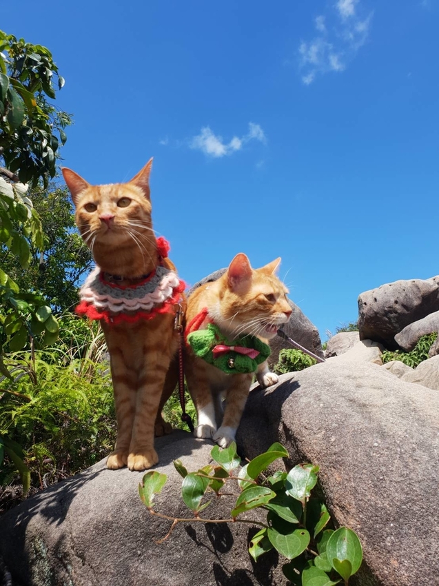 【台北.內湖】金面山步道剪刀石。辛巴蕊初次挑戰大岩壁。360度無死角觀看大台北盆地101+松山機場