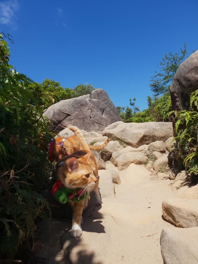 【台北.內湖】金面山步道剪刀石。辛巴蕊初次挑戰大岩壁。360度無死角觀看大台北盆地101+松山機場